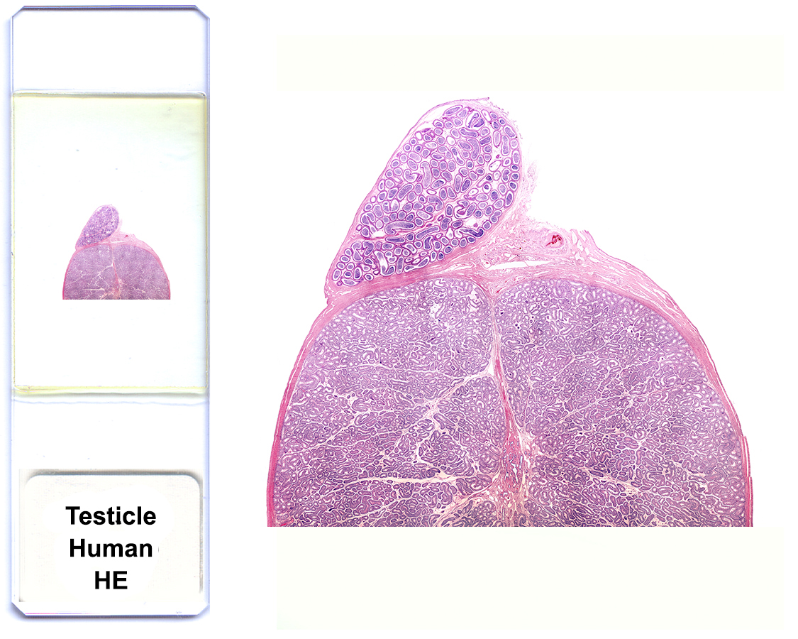 Human Testaceous Male genital system